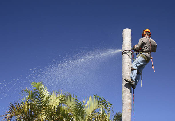 How Our Tree Care Process Works  in  Souderton, PA