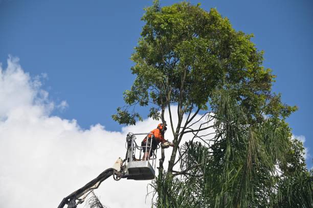Best Lawn Renovation and Restoration  in Souderton, PA