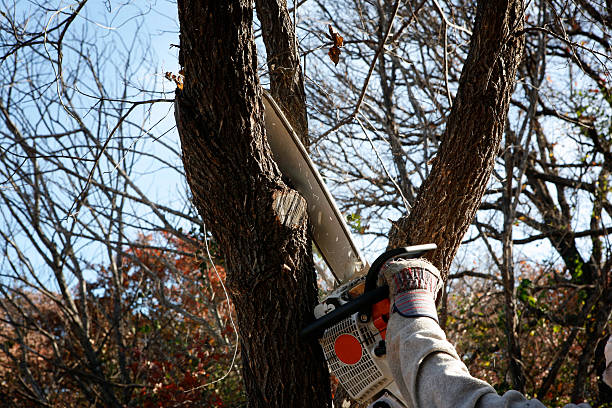 Lawn Renovation and Restoration in Souderton, PA
