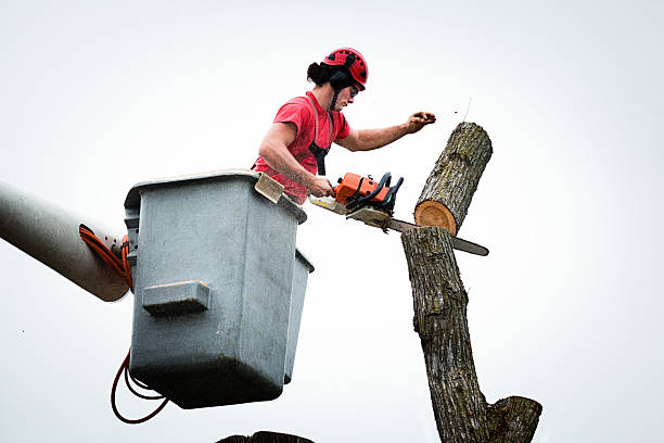 Reliable Souderton, PA Tree Care Solutions